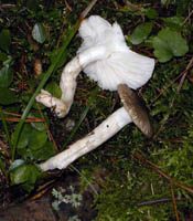 Hygrophorus fuscualbus.